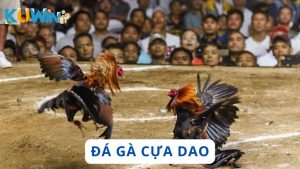 Đá gà cựa dao