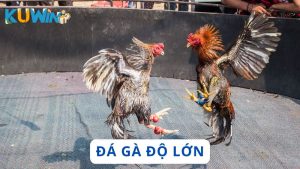 Đá gà độ lớn